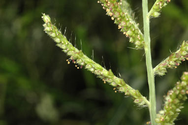 APII jpeg image of Echinochloa crus-galli  © contact APII