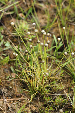 APII jpeg image of Eriocaulon scariosum  © contact APII