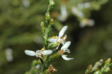 APII jpeg image of Olearia microdisca  © contact APII