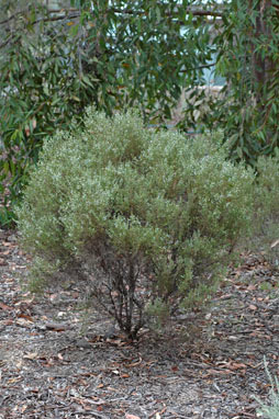 APII jpeg image of Olearia microdisca  © contact APII