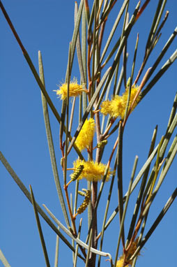 APII jpeg image of Acacia brachystachya  © contact APII