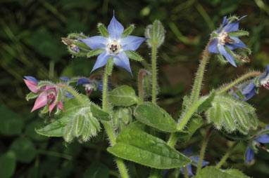 APII jpeg image of Borago officinalis  © contact APII