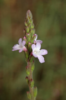 APII jpeg image of Verbena africana  © contact APII