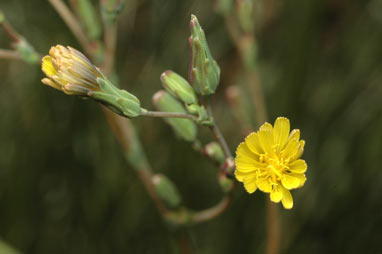 APII jpeg image of Lactuca serriola f. serriola  © contact APII