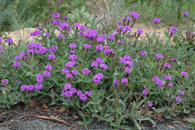 APII jpeg image of Verbena rigida  © contact APII