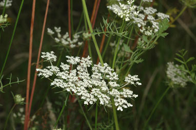 APII jpeg image of Daucus carota  © contact APII