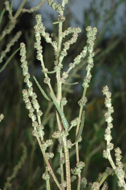 APII jpeg image of Chenopodium album  © contact APII