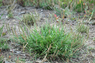 APII jpeg image of Plantago coronopus subsp. coronopus  © contact APII