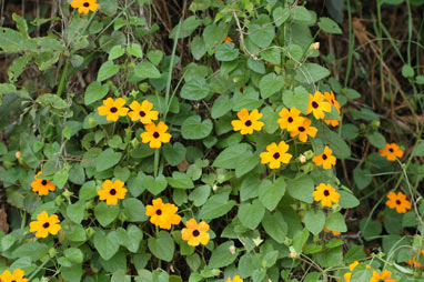 APII jpeg image of Thunbergia alata  © contact APII