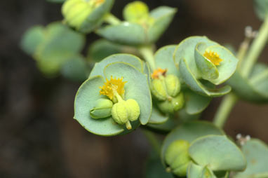 APII jpeg image of Euphorbia paralias  © contact APII