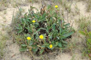 APII jpeg image of Sonchus hydrophilus  © contact APII