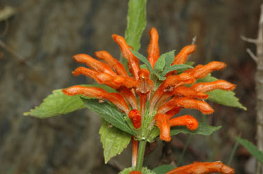 APII jpeg image of Leonotis leonurus  © contact APII