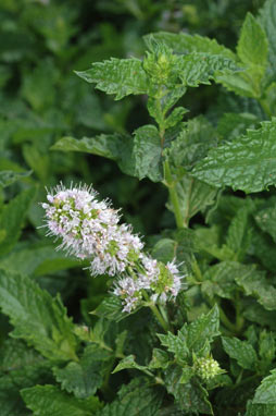 APII jpeg image of Mentha spicata  © contact APII