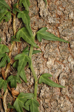 APII jpeg image of Hedera helix  © contact APII