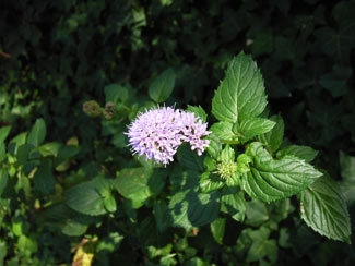 APII jpeg image of Mentha piperita nothomorph x citrata  © contact APII