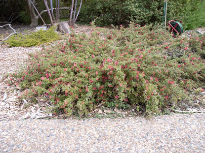 APII jpeg image of Grevillea aquifolium  © contact APII