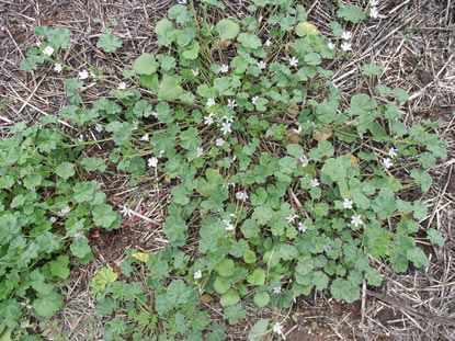 APII jpeg image of Malva neglecta  © contact APII