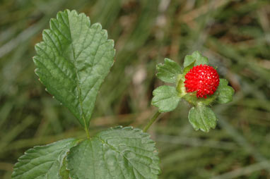 APII jpeg image of Potentilla indica  © contact APII