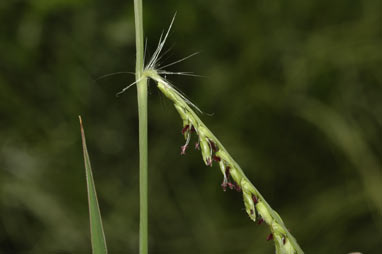 APII jpeg image of Paspalum dilatatum  © contact APII