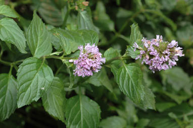 APII jpeg image of Mentha piperita nothomorph x citrata  © contact APII