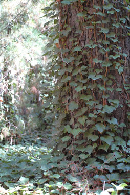 APII jpeg image of Hedera aff. hibernica  © contact APII