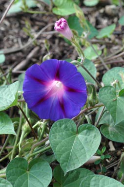 APII jpeg image of Ipomoea purpurea  © contact APII