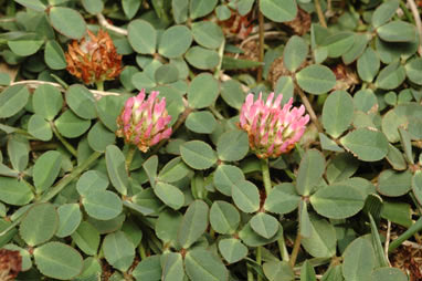 APII jpeg image of Trifolium fragiferum var. fragiferum  © contact APII