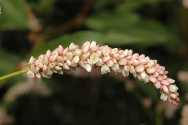 APII jpeg image of Persicaria lapathifolia  © contact APII