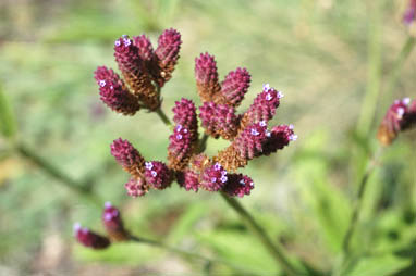 APII jpeg image of Verbena incompta  © contact APII