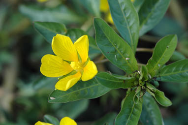 APII jpeg image of Ludwigia peploides subsp. montevidensis  © contact APII