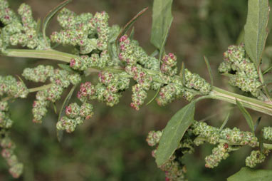 APII jpeg image of Chenopodium album  © contact APII