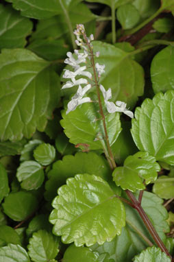 APII jpeg image of Plectranthus verticillatus  © contact APII