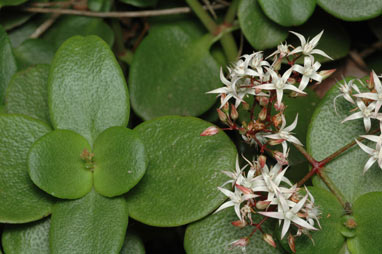 APII jpeg image of Crassula sarmentosa var. sarmentosa  © contact APII