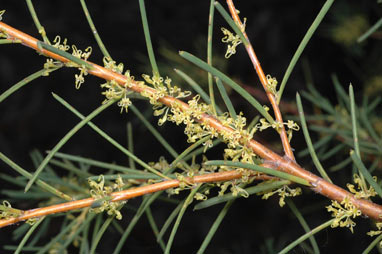 APII jpeg image of Hakea nodosa  © contact APII