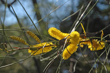 APII jpeg image of Acacia jibberdingensis  © contact APII