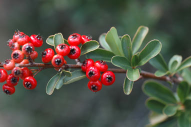 APII jpeg image of Pyracantha rogersiana  © contact APII