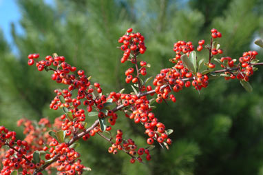 APII jpeg image of Pyracantha rogersiana  © contact APII