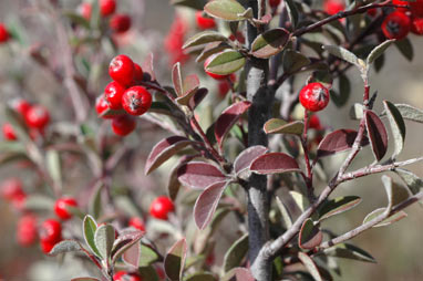 APII jpeg image of Cotoneaster pannosus  © contact APII