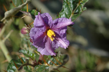 APII jpeg image of Solanum cinereum  © contact APII