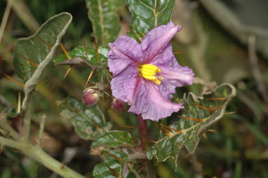 APII jpeg image of Solanum cinereum  © contact APII