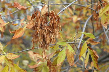 APII jpeg image of Fraxinus pennsylvanica  © contact APII