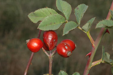 APII jpeg image of Rosa canina  © contact APII