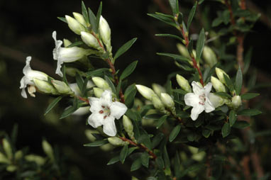 APII jpeg image of Epacris mucronulata  © contact APII