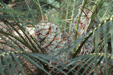 APII jpeg image of Macrozamia montana  © contact APII