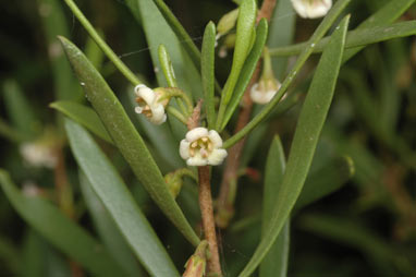 APII jpeg image of Eremophila deserti  © contact APII