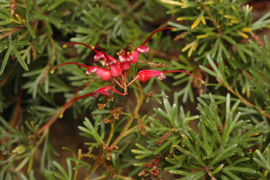 APII jpeg image of Grevillea 'Red Wings'  © contact APII