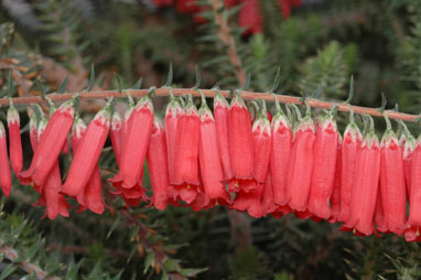 APII jpeg image of Epacris sp. nov. aff. impressa  © contact APII