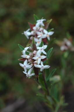 APII jpeg image of Pimelea linifolia subsp. linoides  © contact APII