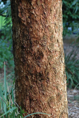 APII jpeg image of Corymbia leichhardtii  © contact APII