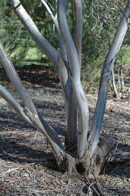 APII jpeg image of Eucalyptus diversifolia  © contact APII